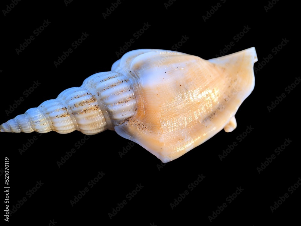 sea shell isolated on black sea shell isolated on black