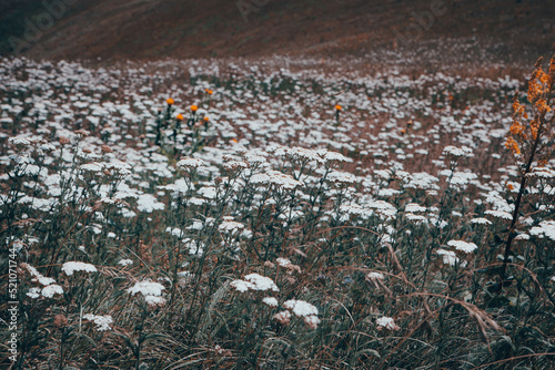wild daisies in the mountains
