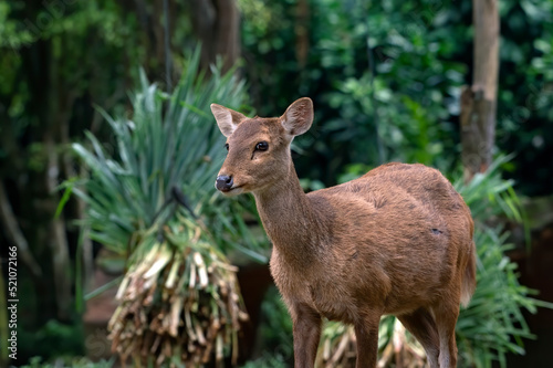 Close up photos of female sambar deer