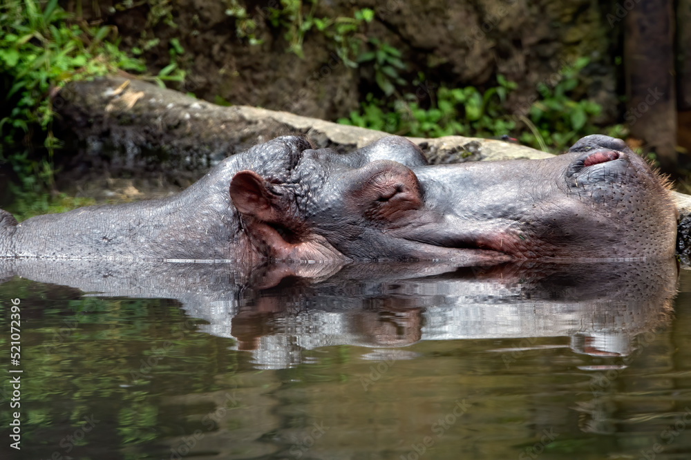 Hippotamus swimming in the ponds
Hippotamus swimming in the ponds