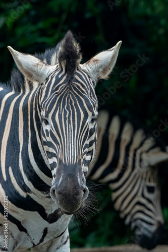 Close up photos of zebra heads