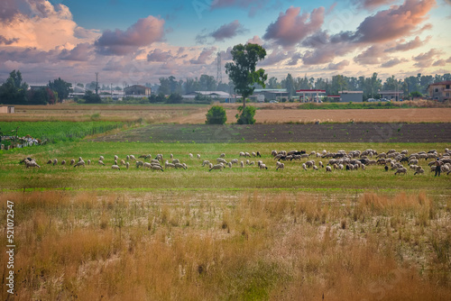 Sheeps grazing in the meadow in summer.