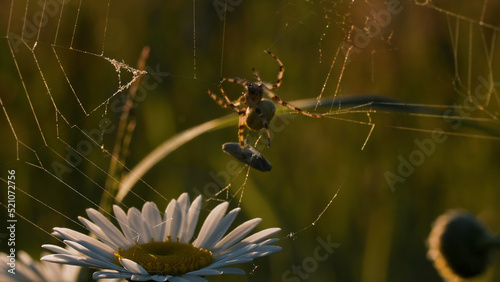 Valokuva Thin spider web