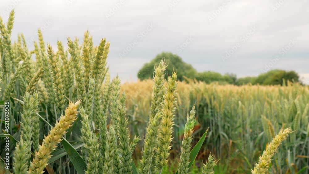 Ripening ears of meadow wheat field. Rich harvest Concept. Slow motion Wheat field. Ears of green wheat close up. Beautiful Nature, Rural Scenery Ripening ears of meadow wheat field. Rich harvest Concept. Slow motion Wheat field. Ears of green wheat close up. Beautiful Nature, Rural Scenery