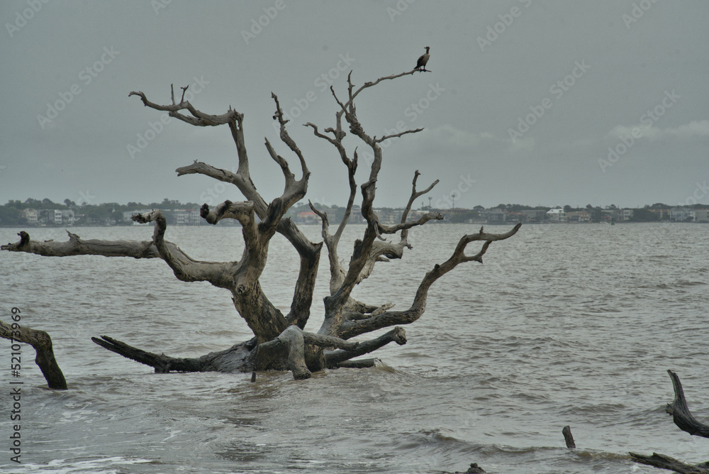 Dead tree submerged in the ocean Dead tree submerged in the ocean