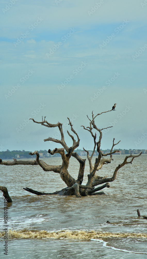 Driftwood Beach Jekyll island, Georgia USA Driftwood Beach Jekyll island, Georgia USA