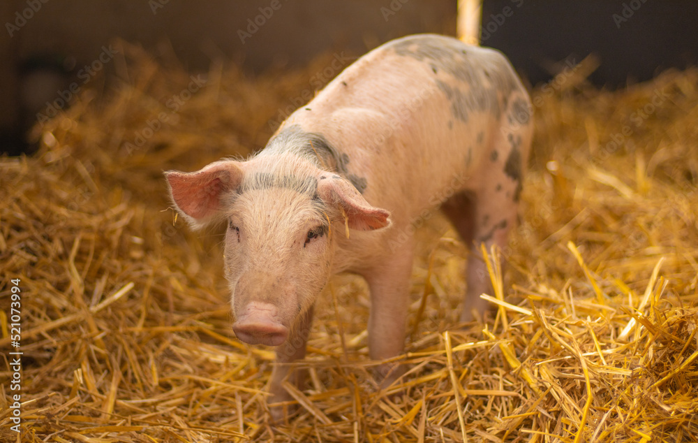 cerdito bebe en su corral con mucha paja
cerdito bebe en su corral con mucha paja