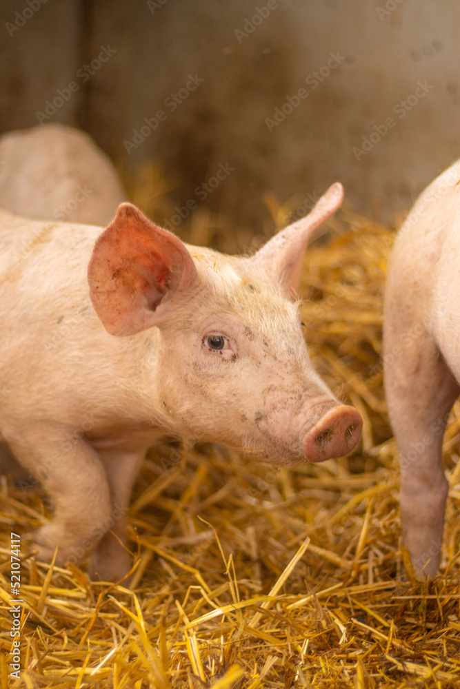 cerdito bebe en su corral con mucha paja 
