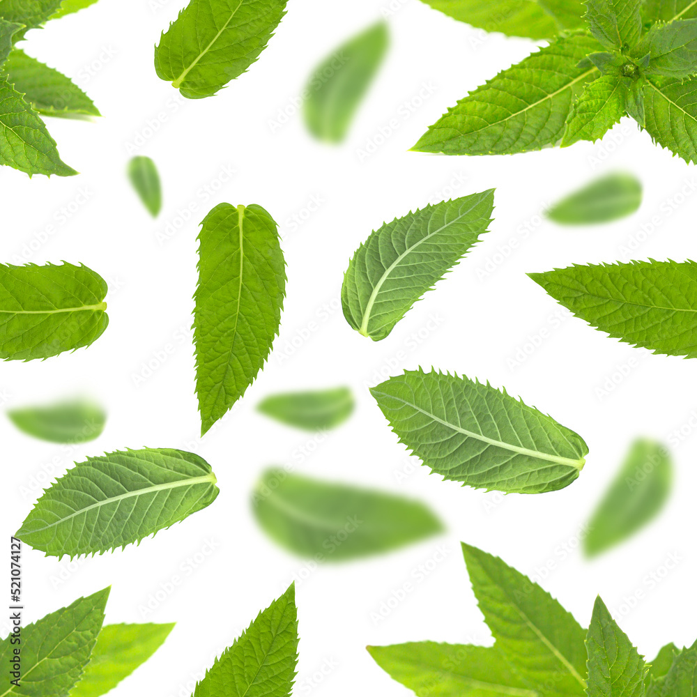 Seamless pattern with mint leaves on white. Seamless pattern with mint leaves on white.