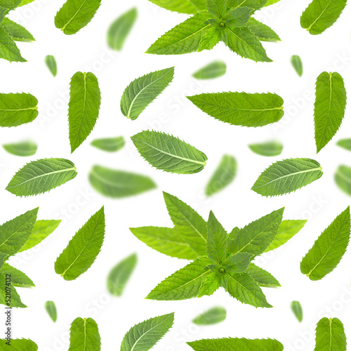Seamless pattern with mint leaves on white.