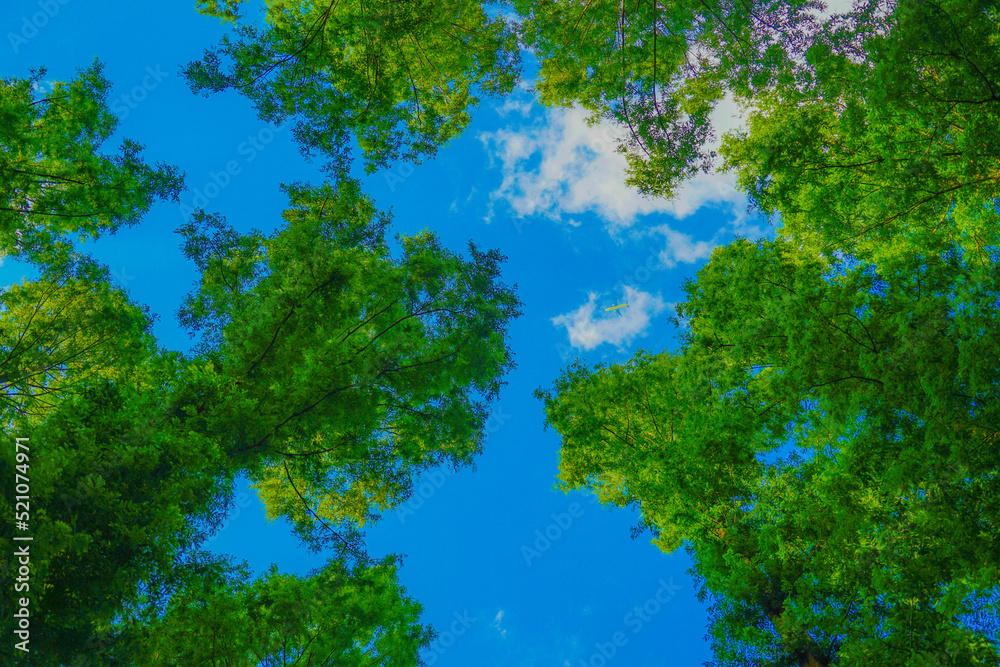 メタセコイヤの木から覗く空 メタセコイヤの木から覗く空