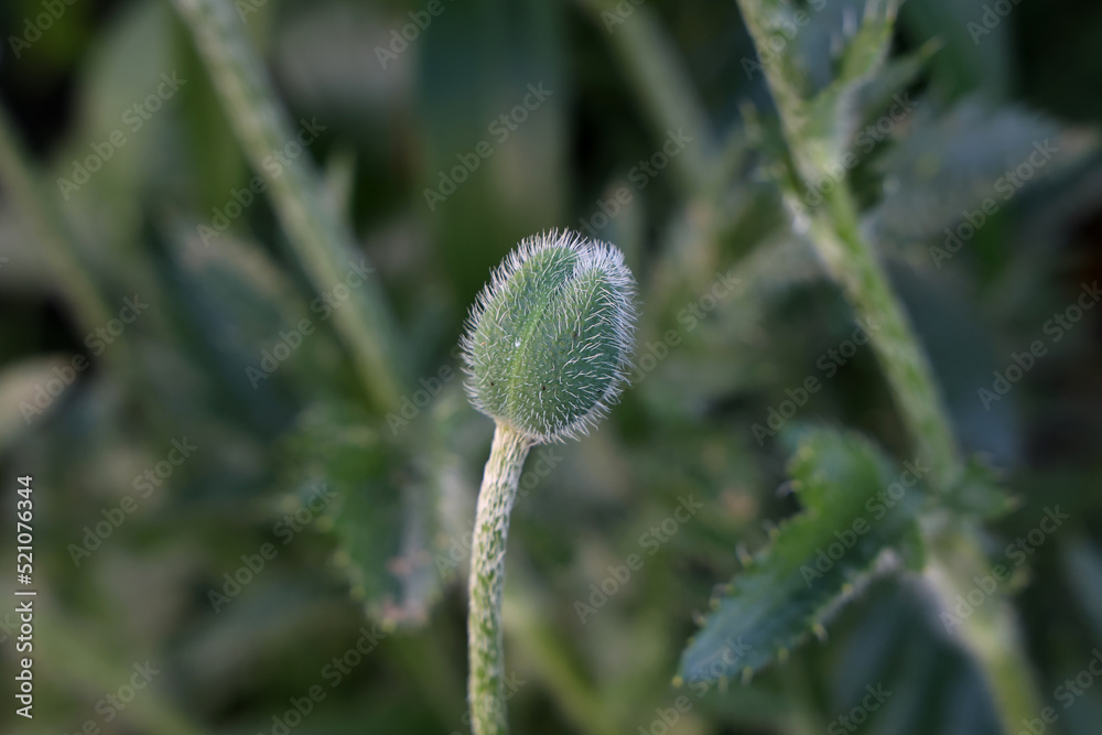 Delicate fluffy poppy buds in a field in nature Delicate fluffy poppy buds in a field in nature