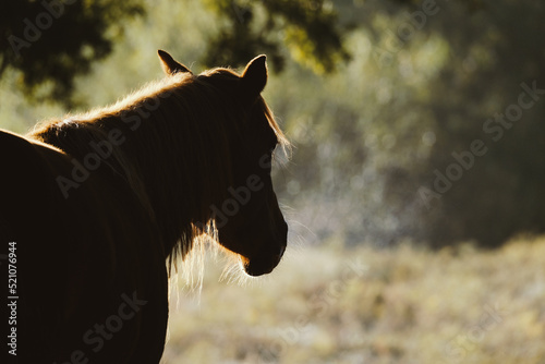 Sorrel mare horse looking away over Texas ranch field with blurred background.