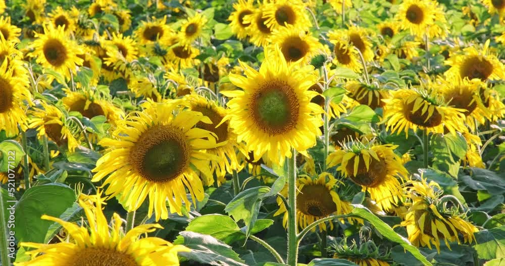 panorama in field of blooming bright yellow sunflowers in sunny day panorama in field of blooming bright yellow sunflowers in sunny day