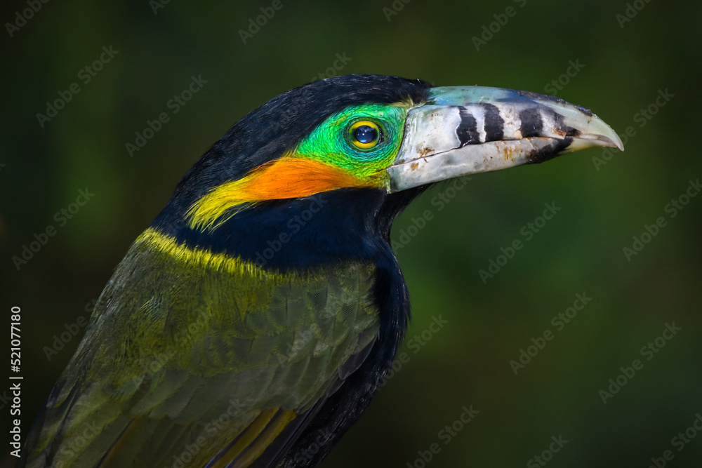 Obraz premium Spot-billed Toucanet (Selenidera maculirostris)