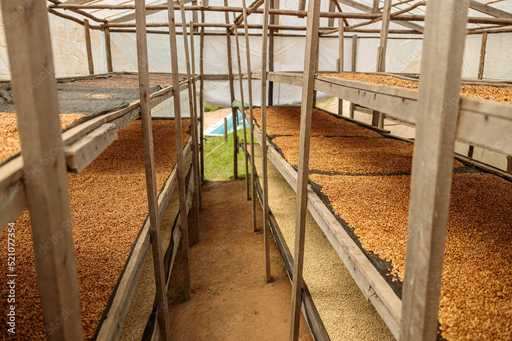 Freshly dried coffee beans ready for processing at farm in Rwanda region Freshly dried coffee beans ready for processing at farm in Rwanda region