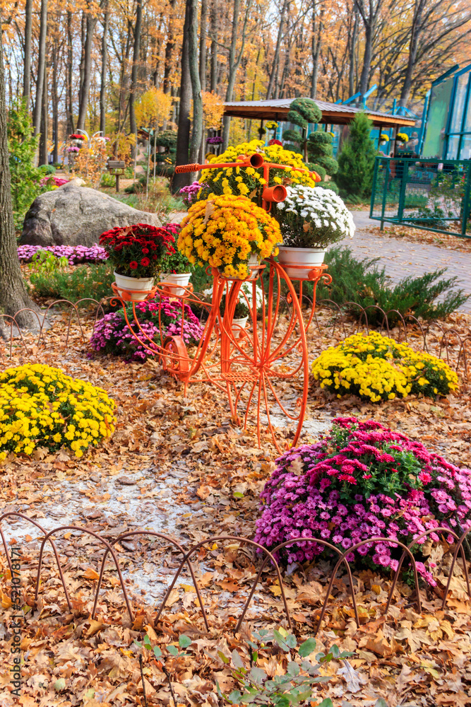 Decorative vintage bicycle shape stand with  chrysanthemums in autumn park