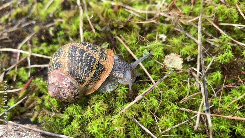 (Slow-Motion) Snail crawling across the grass (Slow-Motion) Snail crawling across the grass