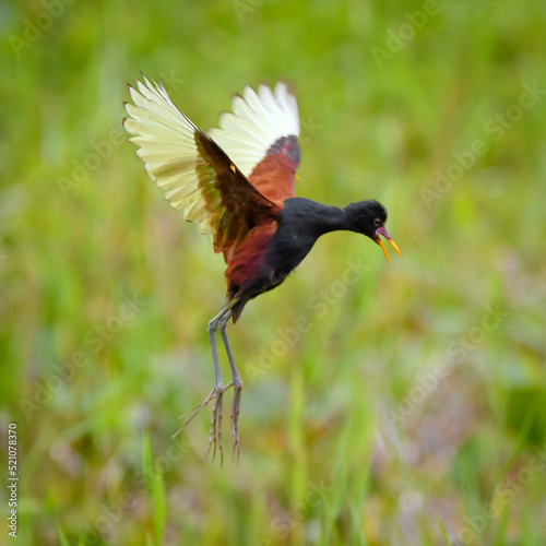 Wattled Jacana (Jacana jacana) flying at the Swamp © Leandro