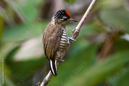 Canvas Print White-barred Piculet (Picumnus cirratus)