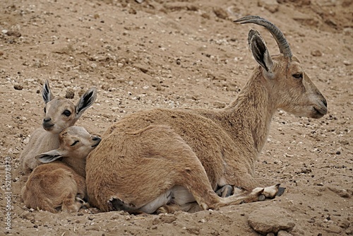 Female argali and two small kids photo