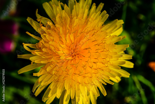 Macro photography - close-up dandelion flower 