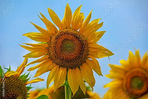 sunflower flower against blue sky with sky clouds  countryside.