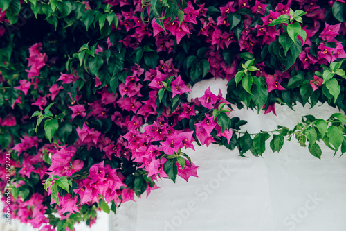 Bougainvillea flowers tree in Greece near traditional Cycladic houses