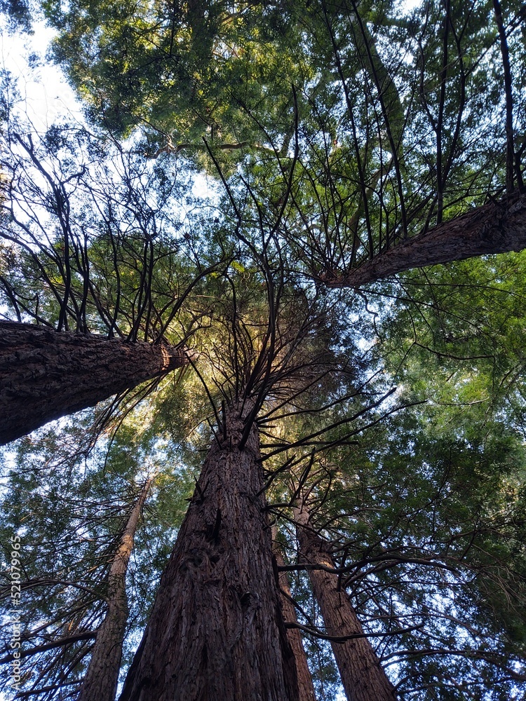 Fototapeta premium trees in the forest
