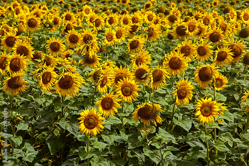 field of yellow sunflowers in rural area. Farming. World crisis. field of yellow sunflowers in rural area. Farming. World crisis.