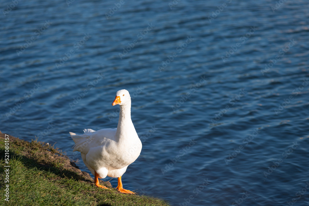 Fototapeta premium White beijing male duck is on the shore of the city pond. It stands still with straight neck and head up. This is one of the most famous and common types of domestic ducks.