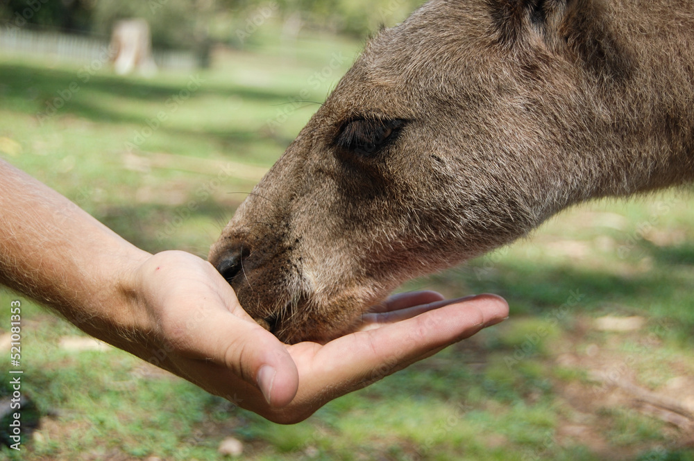 Fototapeta premium A visitor feeds one of the kangaroos that roam free in a park in Sydney, Australia