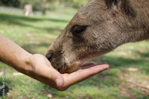A visitor feeds one of the kangaroos that roam free in a park in Sydney, Australia