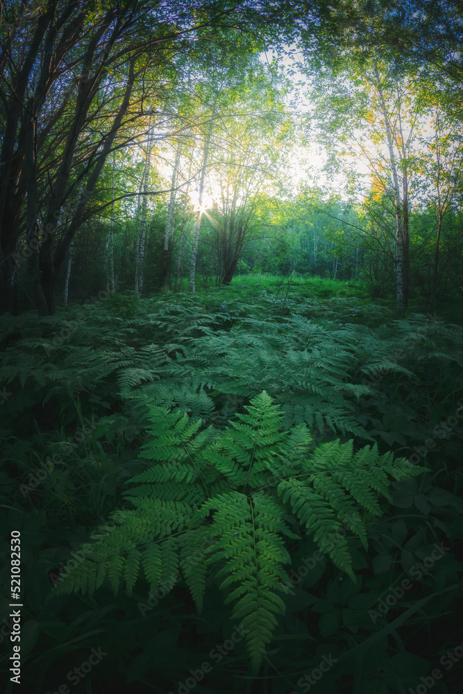 Landscape of clearing in the forest with ferns and sunlight piercing through the foliage in summer