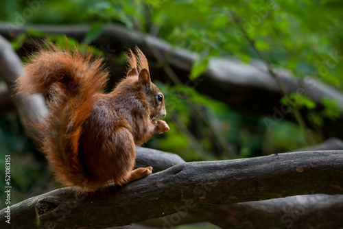 Eichhörnchen im Wald  © Sarah