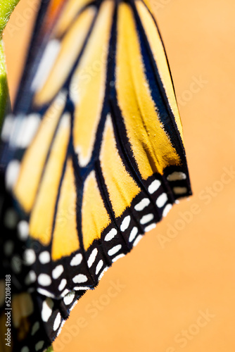 Endangered Monarch Butterfly on a Milkweed leaf photo