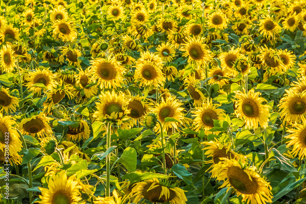 Fototapeta premium panorama in field of blooming bright yellow sunflowers in sunny day