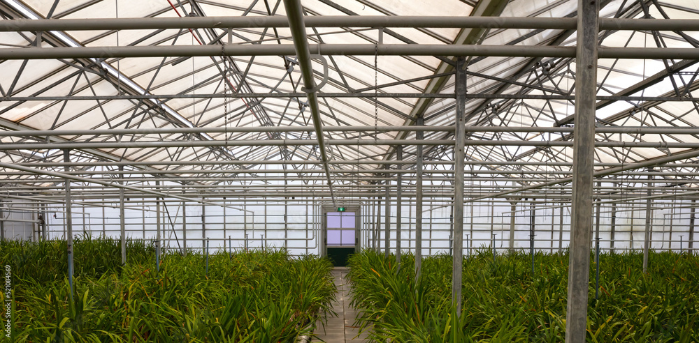 Fototapeta premium Bromeliad flower and Orchid nursery farm ornamental and flower green plant growing and hanging in the garden greenhouse under roof, selective focussed