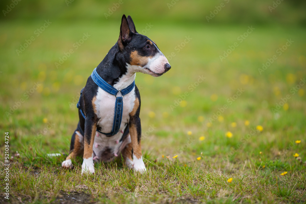 Bullterrier