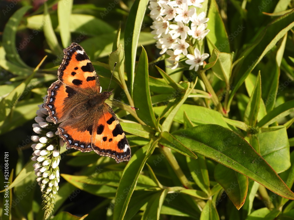 Obraz premium The small tortoiseshell (Aglais urticae) butterfly on a flower