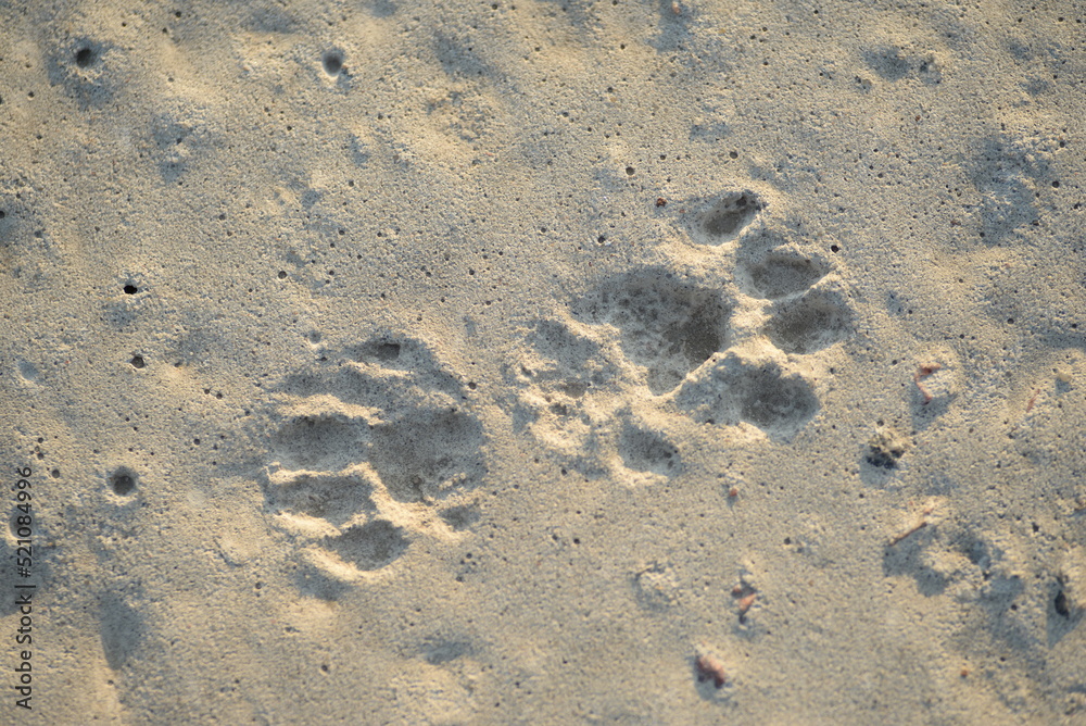 footprints of a dog or a cat on the tarmac frozen in time close-up macro photography leaves close-up