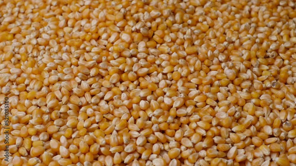 Corn for popcorn on the table. Closeup food video 4k Corn for popcorn on the table. Closeup food video 4k