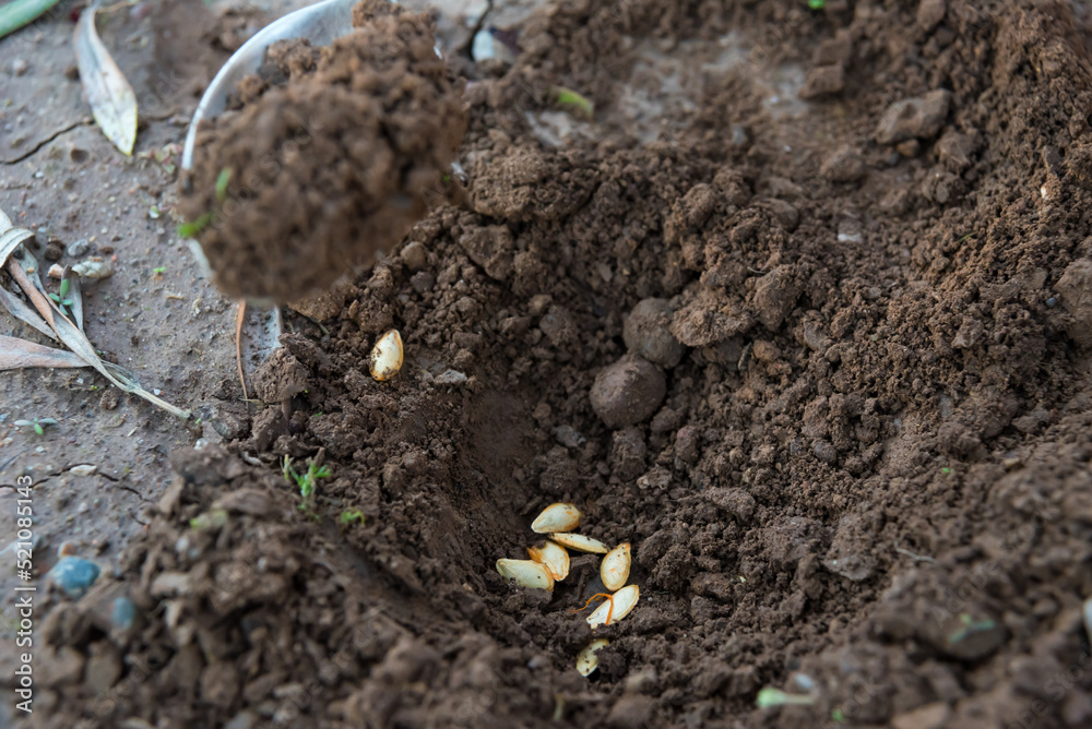 person planting seeds in the ground with a metal spoon person planting seeds in the ground with a metal spoon