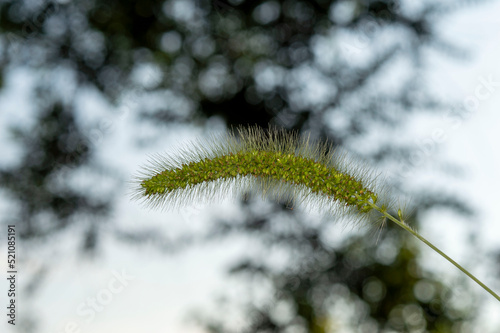 a plant on a green blurred background