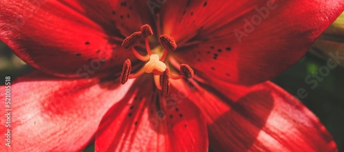 Beautiful red lilly in the garden, Lily joop flowers, Lilium oriental joop. Floral, spring, summer banner. Close up. Selective focus.	