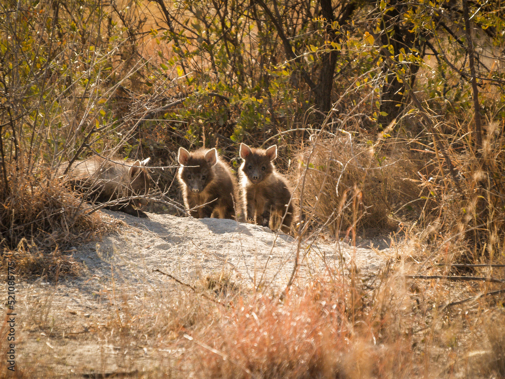 Three hyena cubs emerge from den back-lit by morning sun Three hyena cubs emerge from den back-lit by morning sun