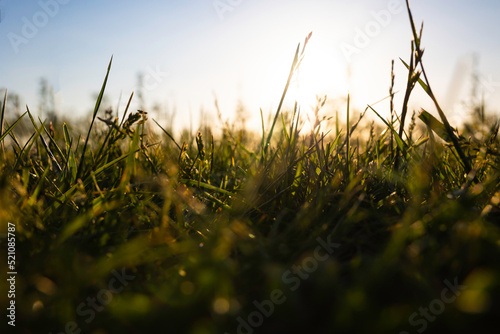 Grasses or crops from ground level in focus. Nature or environment concept