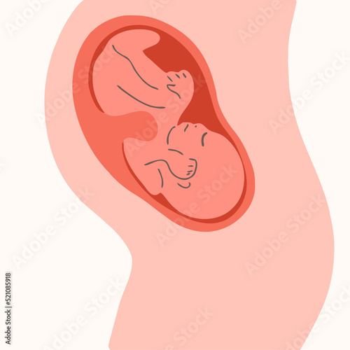 Baby in the womb, last months of pregnancy.
