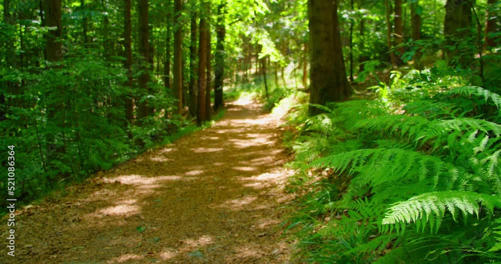 Forest Without Path Empty forest pathway with sun rays shining through tree foliage, static ...