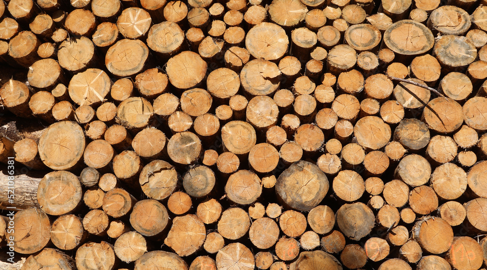 stack of many cut logs in an industrial sawmill stack of many cut logs in an industrial sawmill